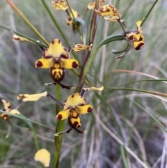 Diuris pardina (Leopard Doubletail) at Mount Majura - 15 Oct 2021 by rosiecooney