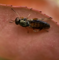 Australoactina sp. (genus) (Soldier fly) at Jerrabomberra, NSW - 15 Oct 2021 by SteveBorkowskis