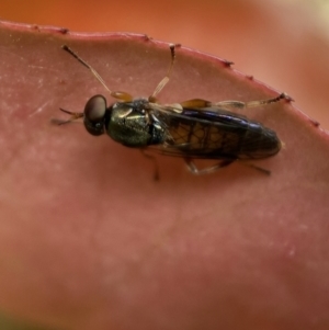 Australoactina sp. (genus) at Jerrabomberra, NSW - suppressed