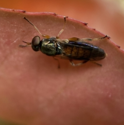 Australoactina sp. (genus) (Soldier fly) at Jerrabomberra, NSW - 15 Oct 2021 by SteveBorkowskis