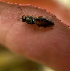 Australoactina sp. (genus) at Jerrabomberra, NSW - suppressed