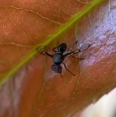 Pogonortalis doclea (Boatman fly) at Jerrabomberra, NSW - 15 Oct 2021 by SteveBorkowskis