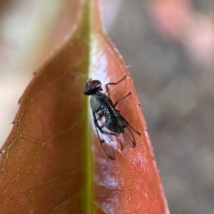 Pogonortalis doclea at Jerrabomberra, NSW - suppressed