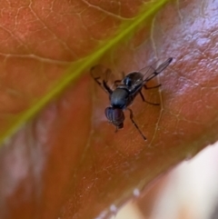 Pogonortalis doclea at Jerrabomberra, NSW - suppressed