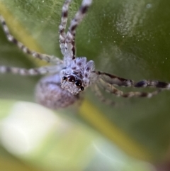 Helpis minitabunda (Threatening jumping spider) at Jerrabomberra, NSW - 15 Oct 2021 by Steve_Bok
