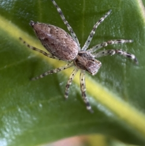 Helpis minitabunda at Jerrabomberra, NSW - suppressed