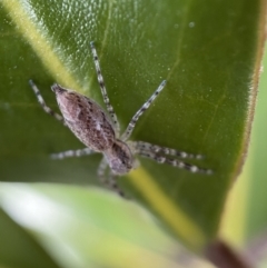 Helpis minitabunda at Jerrabomberra, NSW - suppressed