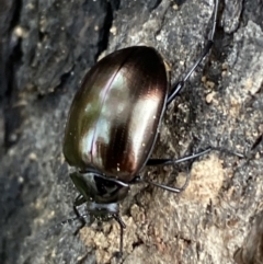 Chalcopteroides spectabilis (Rainbow darkling beetle) at Jerrabomberra, NSW - 15 Oct 2021 by SteveBorkowskis