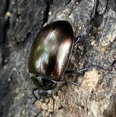 Chalcopteroides spectabilis (Rainbow darkling beetle) at QPRC LGA - 15 Oct 2021 by Steve_Bok