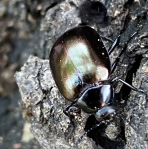 Chalcopteroides spectabilis at Jerrabomberra, NSW - 15 Oct 2021