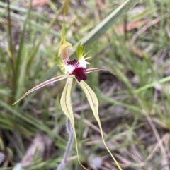 Caladenia atrovespa (Green-comb Spider Orchid) at Molonglo Valley, ACT - 15 Oct 2021 by AJB