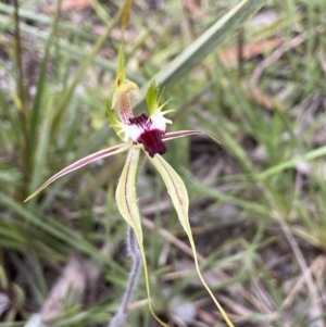 Caladenia atrovespa at Molonglo Valley, ACT - suppressed