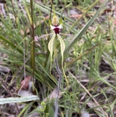 Caladenia atrovespa at Molonglo Valley, ACT - suppressed