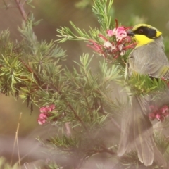 Lichenostomus melanops (Yellow-tufted Honeyeater) at Yackandandah, VIC - 15 Oct 2021 by KylieWaldon