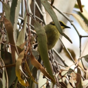 Lichenostomus melanops at Yackandandah, VIC - 15 Oct 2021 08:19 AM