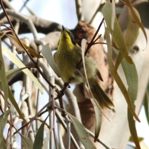 Lichenostomus melanops at Yackandandah, VIC - 15 Oct 2021 08:19 AM