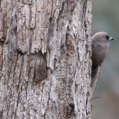 Artamus cyanopterus (Dusky Woodswallow) at Yackandandah, VIC - 14 Oct 2021 by KylieWaldon