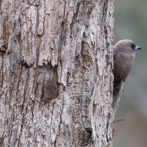 Artamus cyanopterus at Yackandandah, VIC - 15 Oct 2021 08:34 AM