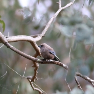 Artamus cyanopterus at Yackandandah, VIC - 15 Oct 2021