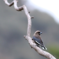 Artamus cyanopterus at Yackandandah, VIC - 15 Oct 2021