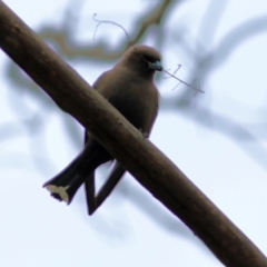 Artamus cyanopterus at Yackandandah, VIC - 15 Oct 2021 08:34 AM