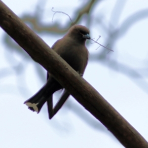 Artamus cyanopterus at Yackandandah, VIC - 15 Oct 2021 08:34 AM