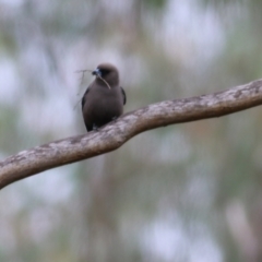 Artamus cyanopterus cyanopterus at Yackandandah, VIC - 15 Oct 2021