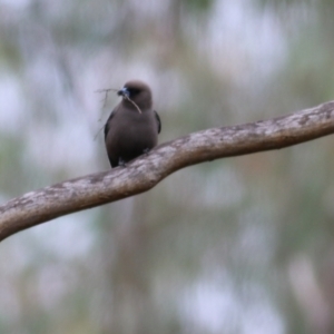 Artamus cyanopterus cyanopterus at Yackandandah, VIC - 15 Oct 2021