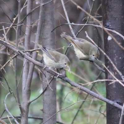 Acanthiza pusilla (Brown Thornbill) at Yackandandah, VIC - 14 Oct 2021 by KylieWaldon