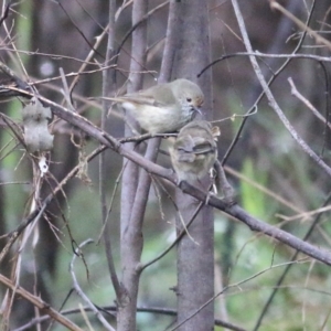 Acanthiza pusilla at Yackandandah, VIC - 15 Oct 2021