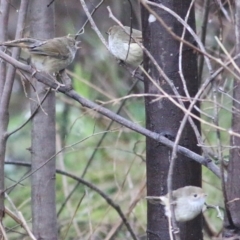 Acanthiza pusilla at Yackandandah, VIC - 15 Oct 2021 07:56 AM
