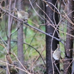 Acanthiza pusilla at Yackandandah, VIC - 15 Oct 2021