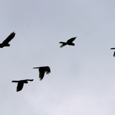 Zanda funerea (Yellow-tailed Black-Cockatoo) at Yackandandah, VIC - 15 Oct 2021 by KylieWaldon