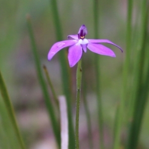 Glossodia major at Yackandandah, VIC - suppressed