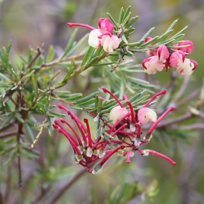 Grevillea lanigera (Woolly Grevillea) at Yackandandah, VIC - 14 Oct 2021 by KylieWaldon