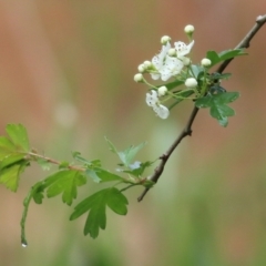 Crataegus monogyna (Hawthorn) at Yackandandah, VIC - 15 Oct 2021 by KylieWaldon