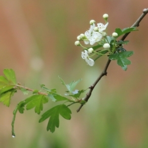 Crataegus monogyna at Yackandandah, VIC - 15 Oct 2021