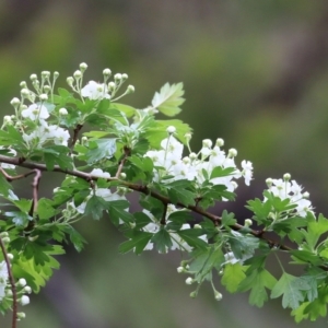 Crataegus monogyna at Yackandandah, VIC - 15 Oct 2021