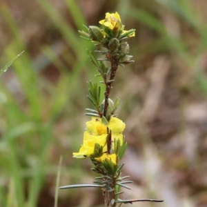 Hibbertia riparia at Yackandandah, VIC - 15 Oct 2021 08:31 AM