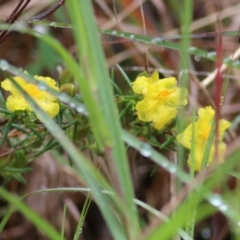 Hibbertia riparia at Yackandandah, VIC - 15 Oct 2021 08:31 AM