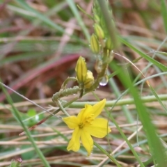 Bulbine bulbosa (Golden Lily, Bulbine Lily) at Yackandandah, VIC - 15 Oct 2021 by KylieWaldon