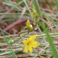 Unidentified Lily or Iris at Yackandandah, VIC - 14 Oct 2021 by KylieWaldon