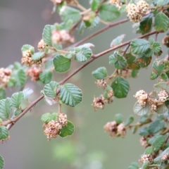 Pomaderris betulina (Birch Pomaderris) at Yackandandah, VIC - 15 Oct 2021 by KylieWaldon