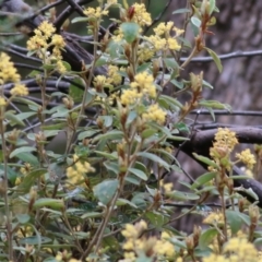 Pomaderris sp. at Yackandandah, VIC - 15 Oct 2021 by KylieWaldon