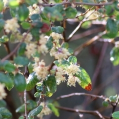 Pomaderris sp. at Yackandandah, VIC - 15 Oct 2021 by KylieWaldon