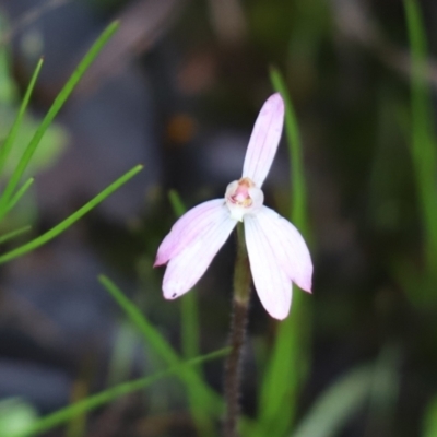Caladenia fuscata (Dusky Fingers) at Cook, ACT - 14 Oct 2021 by Tammy
