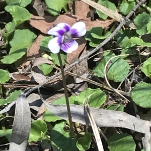 Viola hederacea at Paddys River, ACT - 9 Oct 2021 12:51 PM