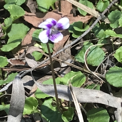 Viola hederacea (Ivy-leaved Violet) at Paddys River, ACT - 9 Oct 2021 by Tapirlord