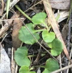 Viola hederacea at Paddys River, ACT - 9 Oct 2021 12:51 PM