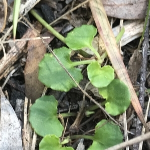 Viola hederacea at Paddys River, ACT - 9 Oct 2021